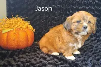 Jason, a male Shichon for sale in Mount Pleasant, MI – 2 of 3