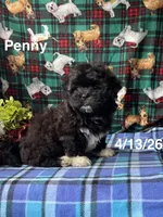 Penny, a female Shichon for sale in Mount Pleasant, MI – 1 of 3
