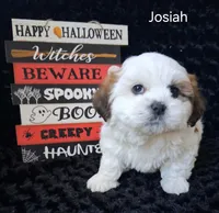 Josiah, a male Shichon for sale in Mount Pleasant, MI – 2 of 3