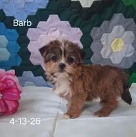 Barb, a female Shorkie for sale in Mount Pleasant, MI – 2 of 3