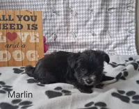 Marlin, a male Bichon Frise and Yorkshire Terrier for sale in Mount Pleasant, MI – 2 of 3