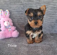Trixie, a female Yorkshire Terrier for sale in Mount Pleasant, MI – Photo 1 of 3