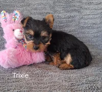 Trixie, a female Yorkshire Terrier for sale in Mount Pleasant, MI – Photo 2 of 3
