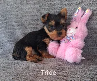 Trixie, a female Yorkshire Terrier for sale in Mount Pleasant, MI – Photo 3 of 3