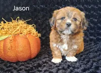 Jason, a male Shichon for sale in Mount Pleasant, MI – 1 of 3