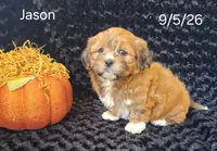 Jason, a male Shichon for sale in Mount Pleasant, MI – 3 of 3