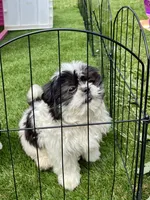 Rose, a female Shih Tzu for sale in Mount Pleasant, MI – 5 of 5