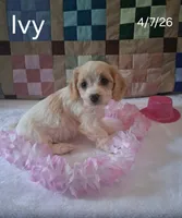 Ivy, a female Cavachon for sale in Mount Pleasant, MI – 2 of 3