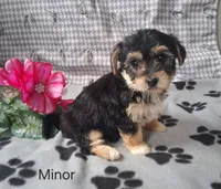 Minor, a female Bichon Frise and Yorkshire Terrier for sale in Mount Pleasant, MI – 3 of 3