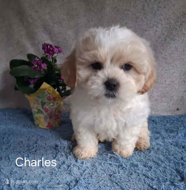 Charles – Shichon puppy for sale in Mount Pleasant, MI