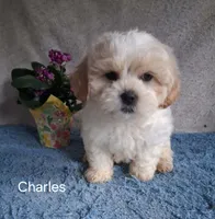Charles, a male Shichon for sale in Mount Pleasant, MI – 1 of 3