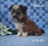 Buster, a male Shorkie for sale in Mount Pleasant, MI – 3 of 3
