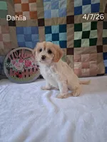 Dahlia, a female Cavachon for sale in Mount Pleasant, MI – 3 of 3