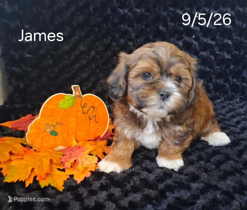 James – Shichon puppy for sale in Mount Pleasant, MI