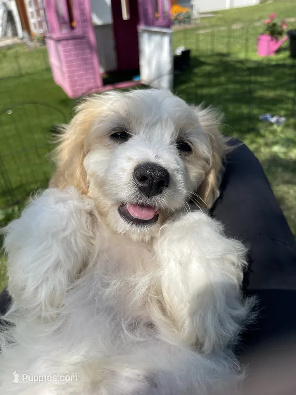 Ivy – Cavachon puppy for sale in Mount Pleasant, MI