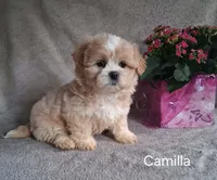 Camilla, a female Shichon for sale in Mount Pleasant, MI – 2 of 3
