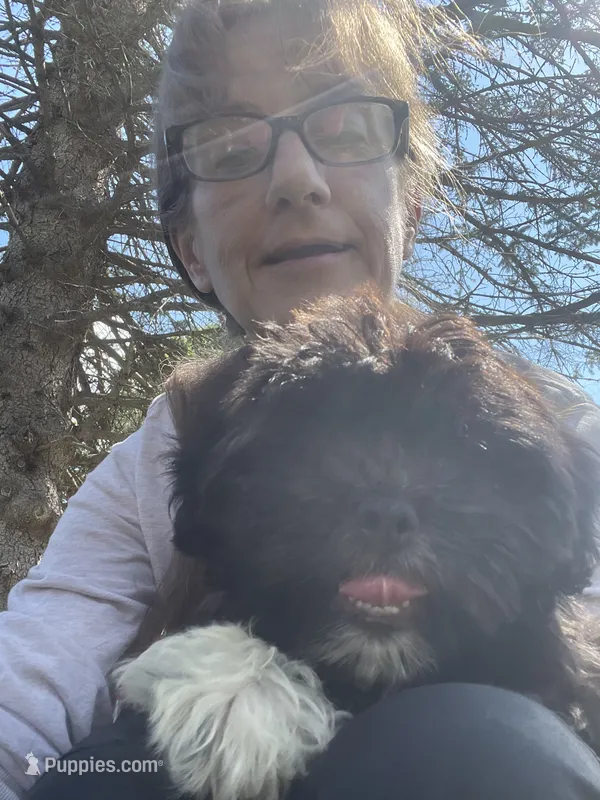 Penny – Shichon puppy for sale in Mount Pleasant, MI