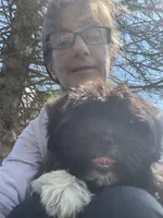 Penny, a female Shichon for sale in Mount Pleasant, MI – 1 of 4