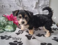 Mazy, a female Bichon Frise and Yorkshire Terrier for sale in Mount Pleasant, MI – 2 of 3