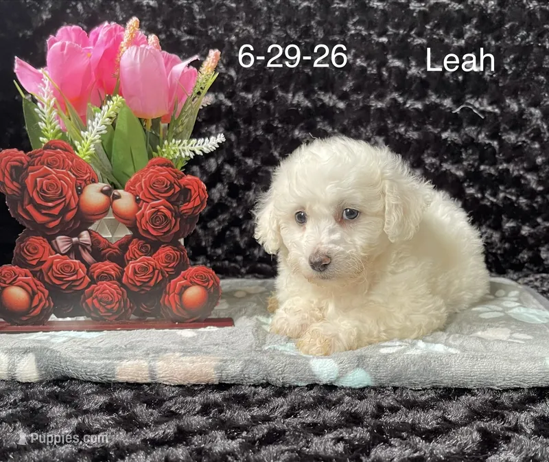 Leah – Bichon Frise puppy for sale in Mount Pleasant, MI