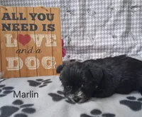 Marlin, a male Bichon Frise and Yorkshire Terrier for sale in Mount Pleasant, MI – 3 of 3