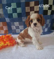 Carl, a male Cavalier King Charles Spaniel for sale in Mount Pleasant, MI – 2 of 3