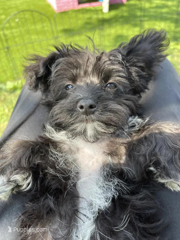 Pilot – Shichon puppy for sale in Mount Pleasant, MI