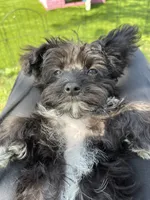 Pilot, a male Shichon for sale in Mount Pleasant, MI – 1 of 4