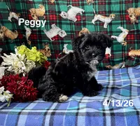 Peggy, a female Shichon for sale in Mount Pleasant, MI – 1 of 3