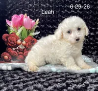 Leah, a female Bichon Frise for sale in Mount Pleasant, MI – 3 of 3