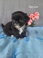 Spruce, a male Shih Tzu for sale in Mount Pleasant, MI – Photo 3 of 3