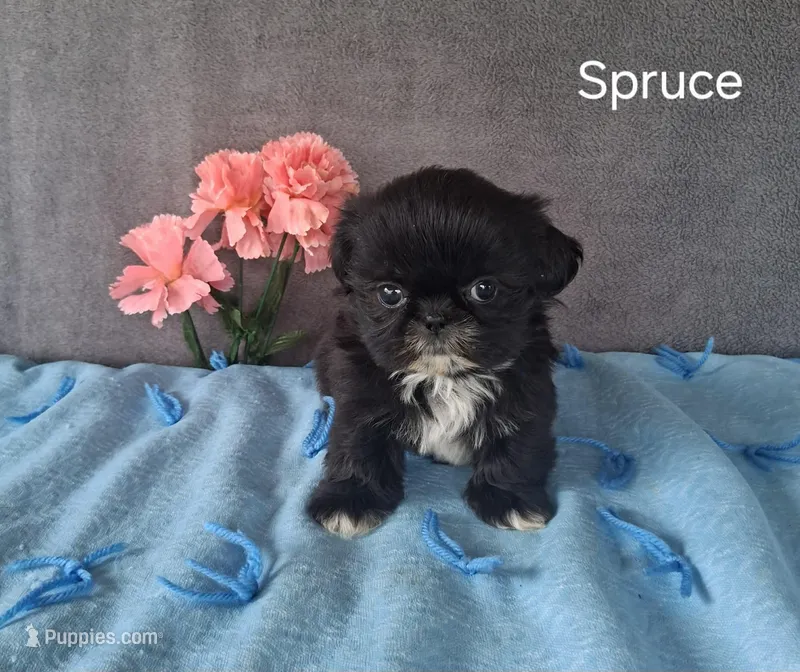 Spruce – Shih Tzu puppy for sale in Mount Pleasant, MI