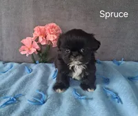 Spruce, a male Shih Tzu for sale in Mount Pleasant, MI – Photo 1 of 3