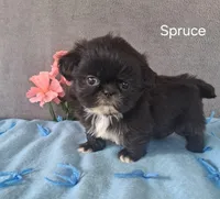 Spruce, a male Shih Tzu for sale in Mount Pleasant, MI – Photo 2 of 3