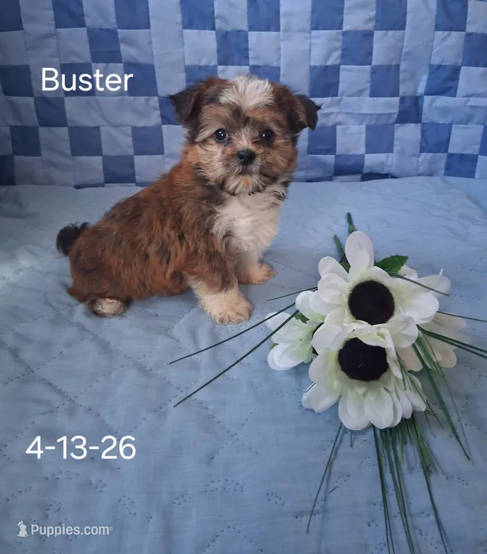 Buster – Shorkie puppy for sale in Mount Pleasant, MI