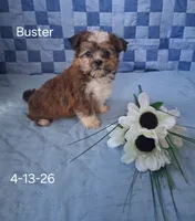 Buster, a male Shorkie for sale in Mount Pleasant, MI – 1 of 3