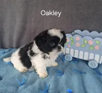 Oakley, a male Shih Tzu for sale in Mount Pleasant, MI – Photo 2 of 3