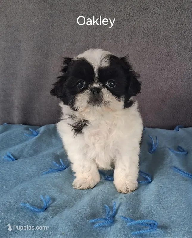 Oakley – Shih Tzu puppy for sale in Mount Pleasant, MI