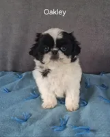 Oakley, a male Shih Tzu for sale in Mount Pleasant, MI – Photo 1 of 3