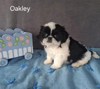 Oakley, a male Shih Tzu for sale in Mount Pleasant, MI – Photo 3 of 3