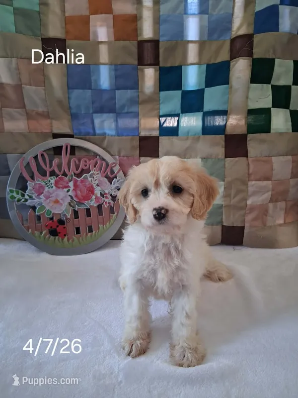 Dahlia – Cavachon puppy for sale in Mount Pleasant, MI