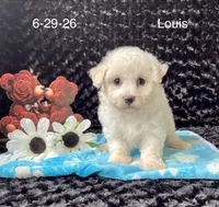 Louis, a male Bichon Frise for sale in Mount Pleasant, MI – 3 of 3