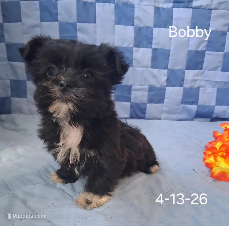 Bobby – Shorkie puppy for sale in Mount Pleasant, MI