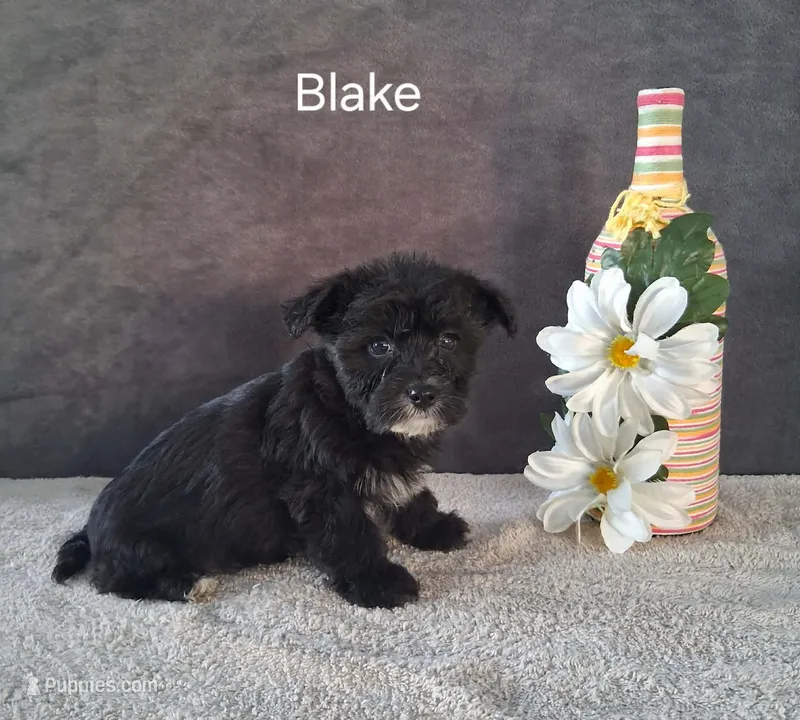 Blake