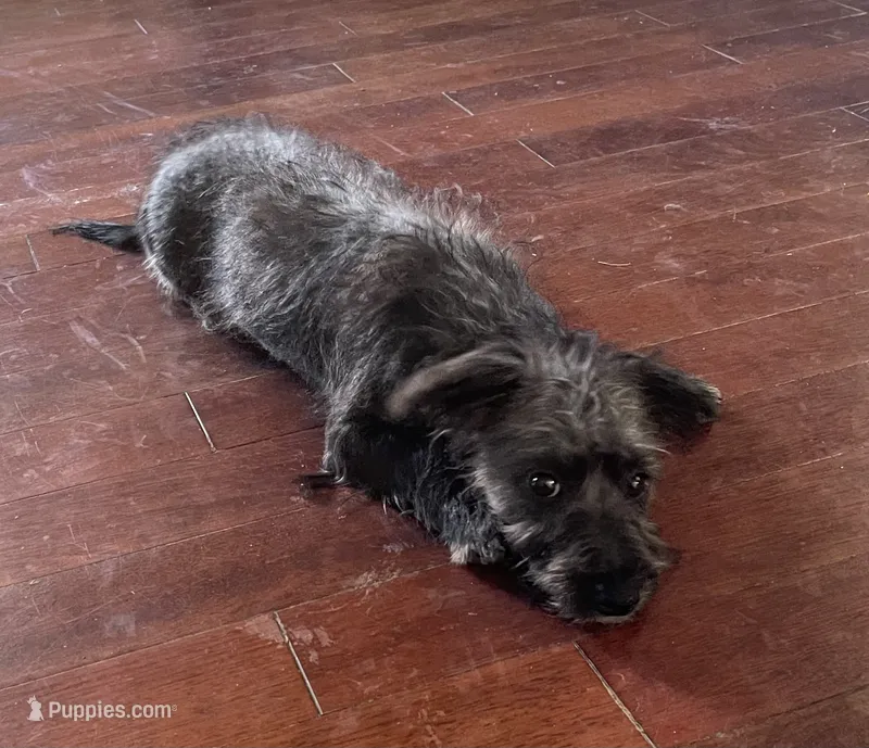 Marco – Bichon Frise, Yorkshire Terrier puppy for sale in Mount Pleasant, MI