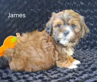 James, a male Shichon for sale in Mount Pleasant, MI – 2 of 3