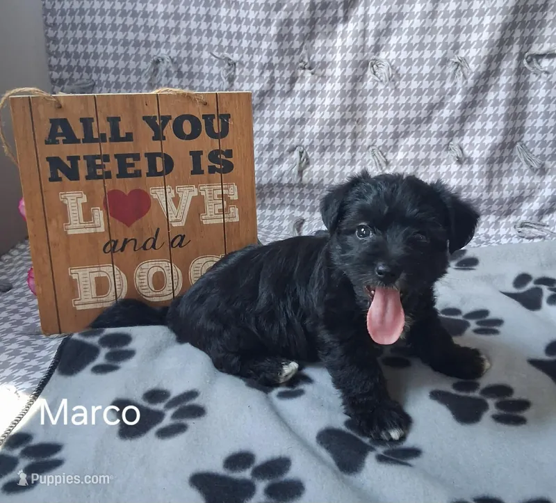 Marco – Bichon Frise, Yorkshire Terrier puppy for sale in Mount Pleasant, MI