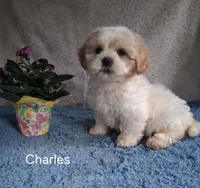 Charles, a male Shichon for sale in Mount Pleasant, MI – 3 of 3
