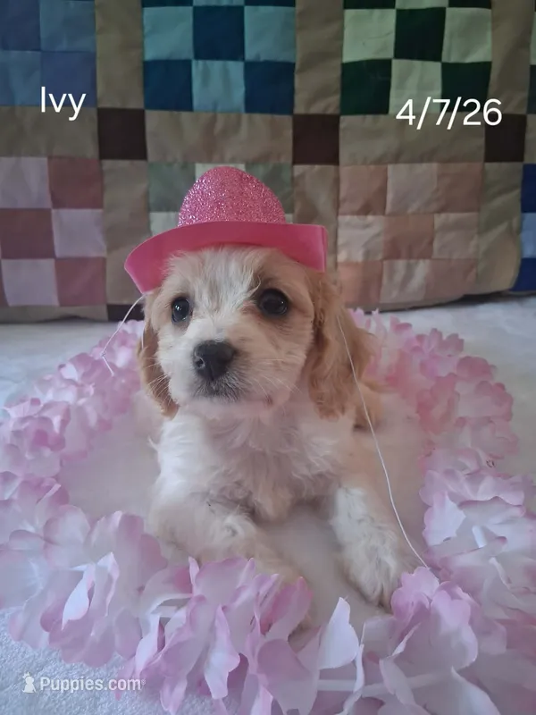 Ivy – Cavachon puppy for sale in Mount Pleasant, MI