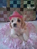 Ivy, a female Cavachon for sale in Mount Pleasant, MI – 1 of 3